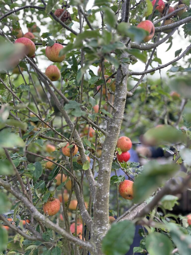 Apples @ Apple Blossom